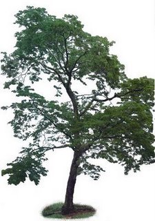 Brazilian Rosewood Tree